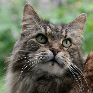 chat Maine Coon